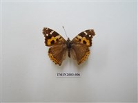 藏品(大紅蛺蝶)的圖片